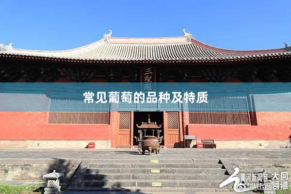常见葡萄的品种及特质